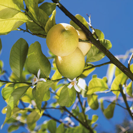 Lesprit-la-cigale-vista-beach-citron-de-menton
